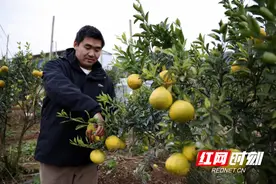 东安：黄金贡柚富山乡图片
