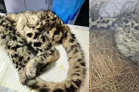 全网疯狂追更，雪豹“凌小蛰”重生故事又更新了图片