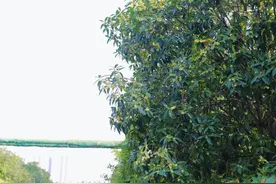 咸阳市第一人民医院里的桂花终于开了！一大波甜甜的香味袭来图片