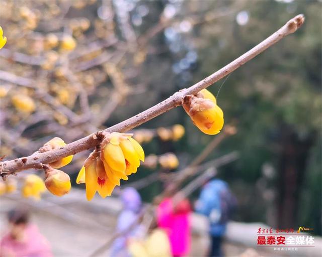 泰山红门醉心园蜡梅惊艳初绽