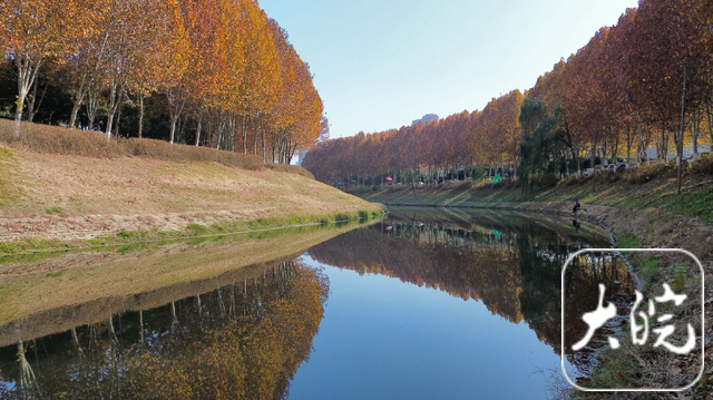 合肥冬日绝美画卷！满城“金色法桐”邀您共赏