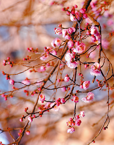 踏雪寻梅！来河南邂逅冬日限定浪漫吧