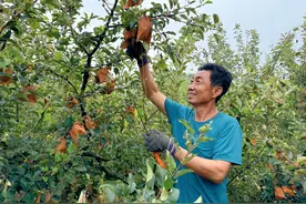 丰收节特别报道丨他起早贪黑，托起满园大苹果图片