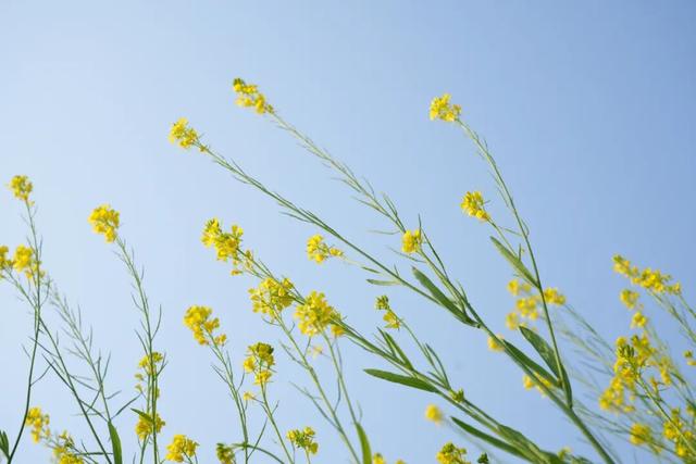 绝美！“川南最早春色”上线