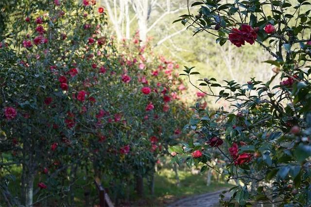 楚雄花开成海！你期盼的春天提前来了