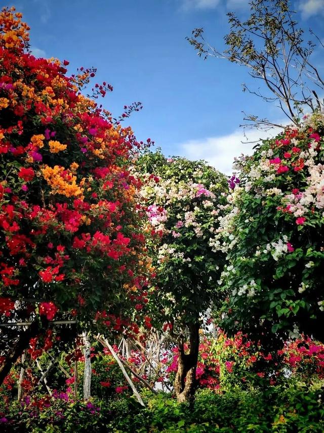 海口新晋打卡点？海口大同桥，因为TA火了→