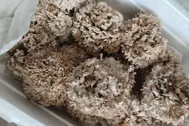 “苹果长出蘑菇，中科院博士求购”，有最新后续了图片