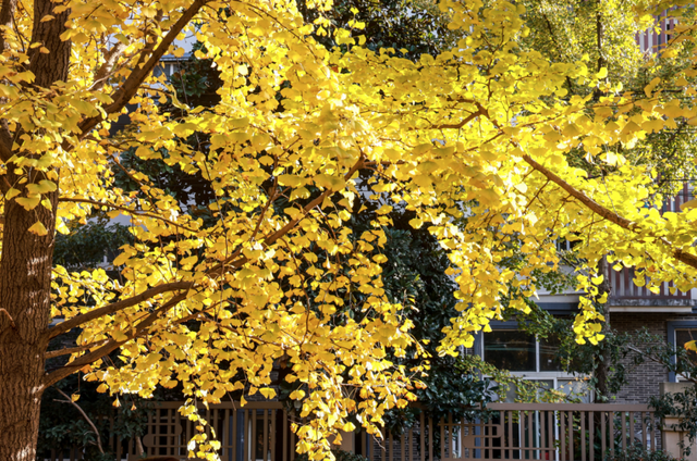 美爆了！余杭银杏打卡地出炉