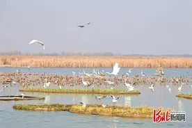 坚定信心 勇挑大梁•绿色新动能丨衡水：以水为墨，绘就“水美城兴”美丽画卷图片