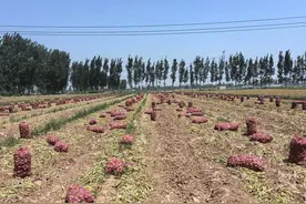 山东商河：“科技小院”助力特色产业富农增效图片