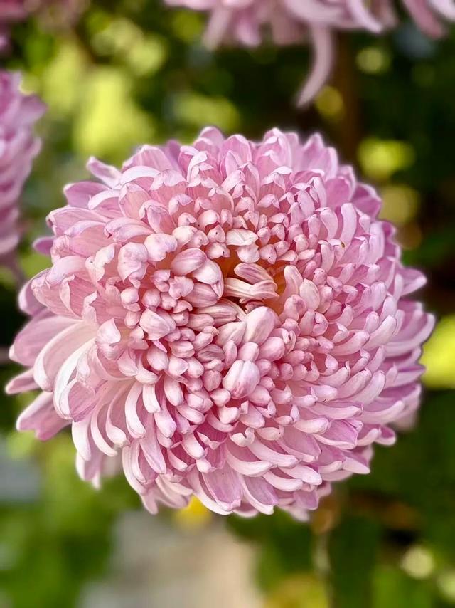 官宣！龙亭菊展延期！