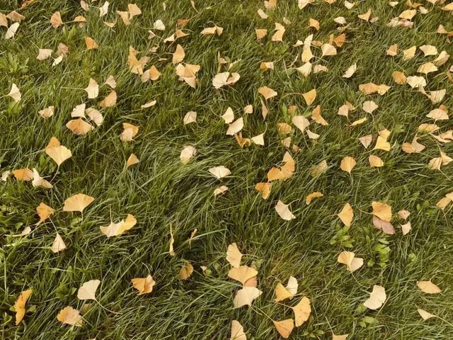 落叶缓扫点位公布!碑林这几片“落叶地毯”等你来打卡