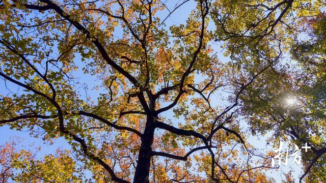 高州人私藏的“枫”景，藏不住了！