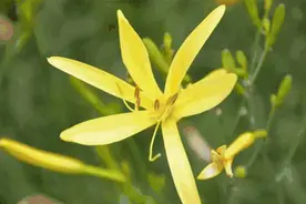 又是一年“黄花菜”季！为啥越新鲜越危险，吃错会中毒？图片