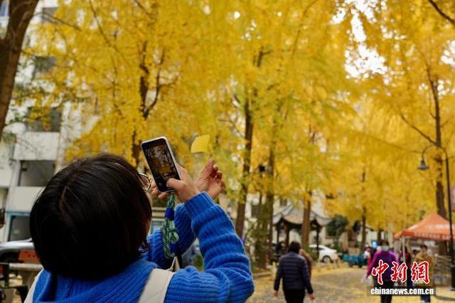 浙江杭州银杏金黄美如画 吸引市民游客打卡