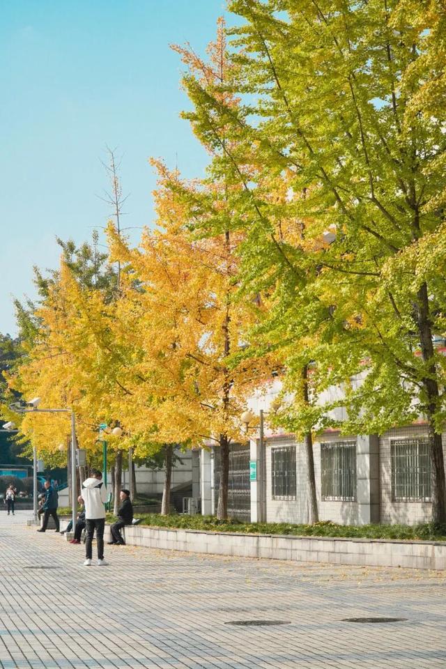 宜宾，含“金”量超高！