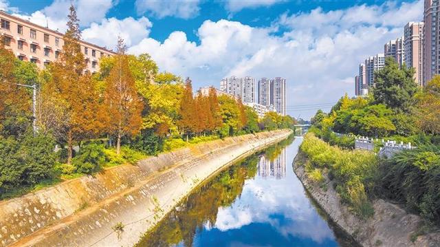 初冬的曲靖城红枫似火 黄叶如金