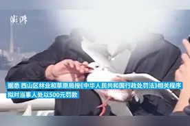 男子在昆明强抓海鸥拍照，将被处以500元罚款图片