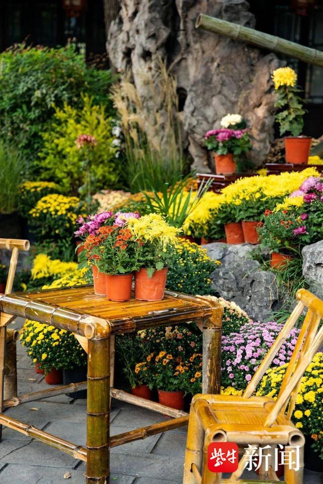 重阳赏菊｜南京“卷”出一城秋色