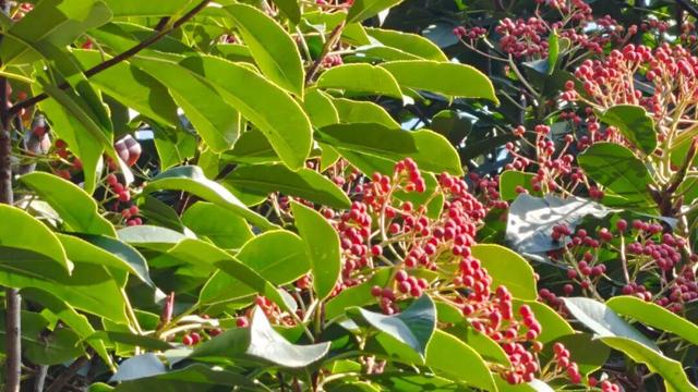 泰山的秋信：半穹澄蓝，半岭楸红