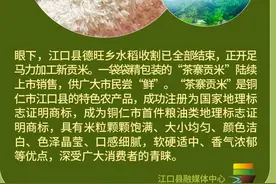 云周刊第196期丨一棵稻的使命图片