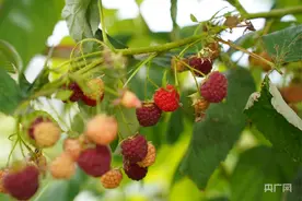 丰收“新”盛景丨树莓变身“致富果”  “莓”好产业助振兴图片