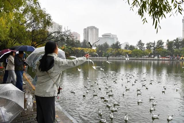 首批红嘴鸥抵达翠湖公园，游客雨中观鸥兴致不减