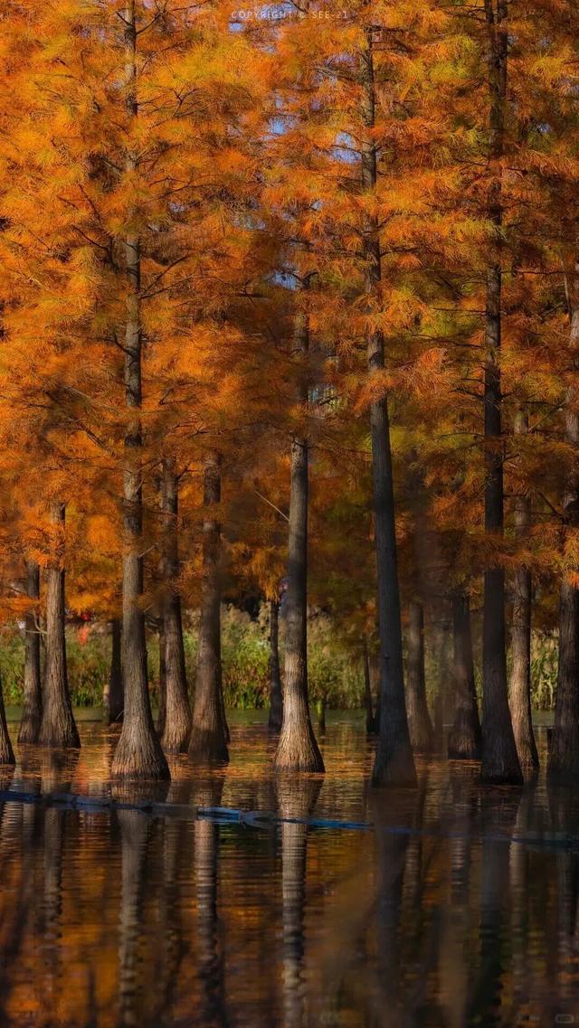 成都限定红！水杉最美季节上线，赶紧打卡
