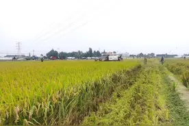 迟来一个月的丰收！这项技术让水稻实现播栽“自由”图片