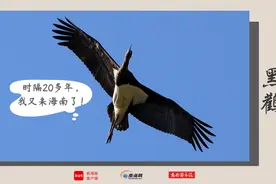 抵琼过冬，又一群“候鸟精灵”来海南了！观鸟地图→图片