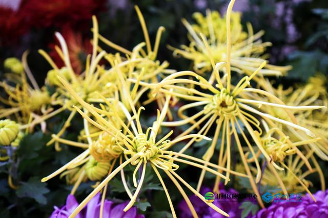 甘州府城：一半是人间烟火，一半是菊韵诗魂