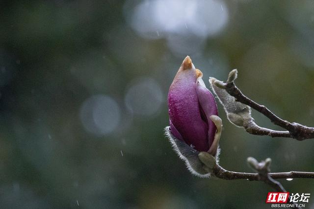 组图丨大寒日，去株洲文化园收集春天的预告片