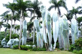 南宁8000余株园林绿植穿上“羽绒服”图片