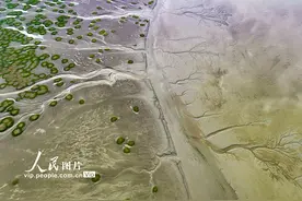 浙江海宁：钱塘江退潮后现“绿色潮汐树”图片