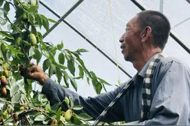 乡村行 看振兴丨脆脆甜甜的灵武长枣上市了图片