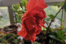 夏天的秘密之一—扶桑花开红艳艳（散文）图片