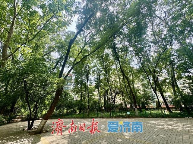 百花公园绿树成荫景如画 市民休闲好去处
