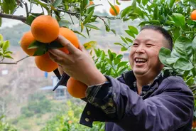 从全国产煤百强县到脐橙单产第一县 奉节如何弃“煤”启“绿”做大脐橙产业图片