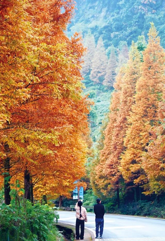 区县头条｜打卡央视同款风景！綦江古剑山水杉林迎来最佳观赏期