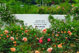 花花世界，口口香甜！好一处江南水乡“后花园”！图片