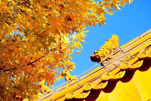 北锣鼓巷金色树叶与红墙黄瓦同框宛如油画