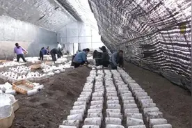 三明援疆 | 雪莲菇撑开“致富伞”图片