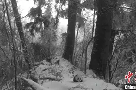 四川松潘：红外相机拍摄到野生大熊猫幼仔在雪中漫步图片