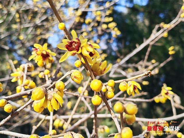 泰山红门醉心园蜡梅惊艳初绽