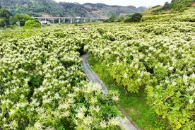 黄皮花正开·郁南等您来！赏花季徒步活动报名中图片
