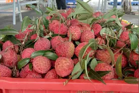 海口火山荔枝王开始小量上市 收购商：甜度可达18度图片