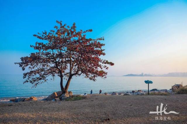 上新！珠海“顶流爱心树”浪漫升级，出片率100%！