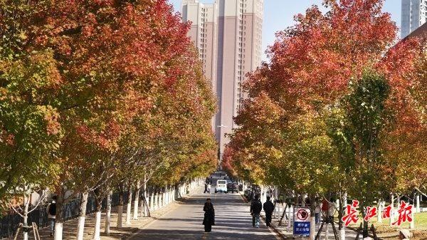 深秋红枫现美景，校园变成“调色盘”