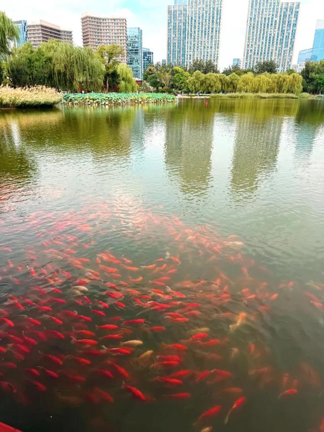 打卡人超多！小编实探：通州这个知名公园景观焕新升级，还藏着一处惊喜......