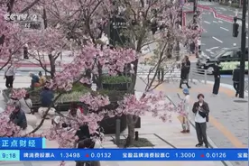 日本东京出现异常暖冬天气 部分樱花提前绽放图片